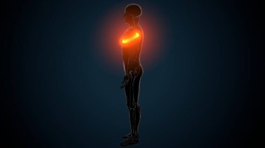 İnsan Anatomisi. 3B Hazırlama