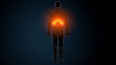 İnsan Anatomisi. 3 Boyutlu Resimler