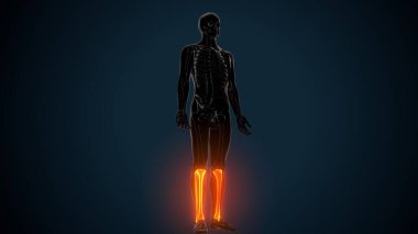 İnsan Anatomisi. 3 Boyutlu Resimler