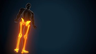 İnsan Anatomisi. 3 Boyutlu Resimler