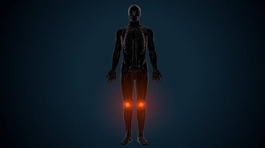 İnsan Anatomisi. 3 Boyutlu Resimler