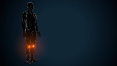 İnsan Anatomisi. 3 Boyutlu Resimler