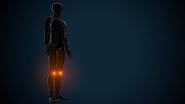 İnsan Anatomisi. 3 Boyutlu Resimler