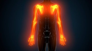 Alt çene anatomisi. 3 Boyutlu Resimler