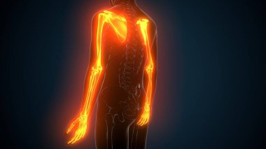 Alt çene anatomisi. 3 Boyutlu Resimler