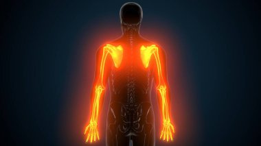 Alt çene anatomisi. 3 Boyutlu Resimler