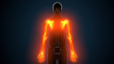 Alt çene anatomisi. 3 Boyutlu Resimler