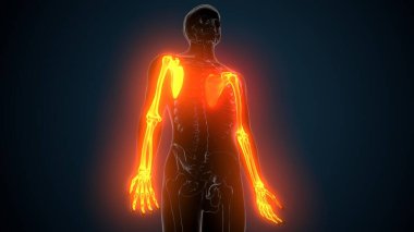 Alt çene anatomisi. 3 Boyutlu Resimler