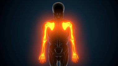 Alt çene anatomisi. 3 Boyutlu Resimler