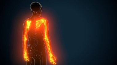 Alt çene anatomisi. 3 Boyutlu Resimler