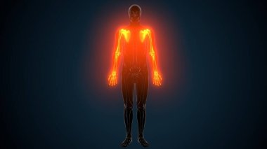 Alt çene anatomisi. 3 Boyutlu Resimler