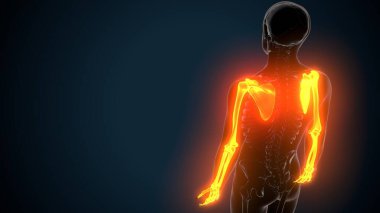 Alt çene anatomisi. 3 Boyutlu Resimler