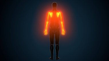 Alt çene anatomisi. 3 Boyutlu Resimler