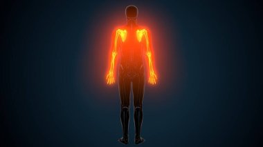 Alt çene anatomisi. 3 Boyutlu Resimler