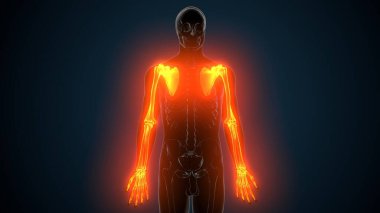 Alt çene anatomisi. 3 Boyutlu Resimler