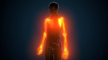 Alt çene anatomisi. 3 Boyutlu Resimler