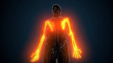 Alt çene anatomisi. 3 Boyutlu Resimler