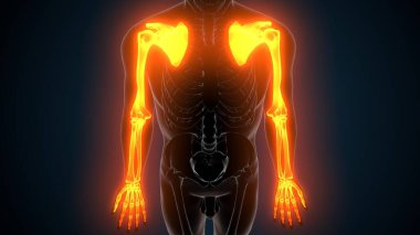 Alt çene anatomisi. 3 Boyutlu Resimler