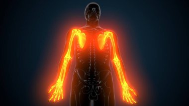 Alt çene anatomisi. 3 Boyutlu Resimler