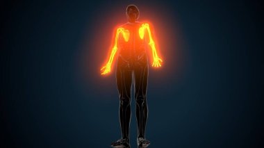 Alt çene anatomisi. 3 Boyutlu Resimler