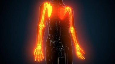 Alt çene anatomisi. 3 Boyutlu Resimler