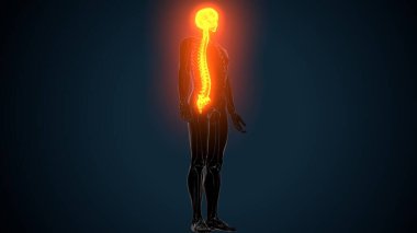 Alt çene anatomisi. 3 Boyutlu Resimler