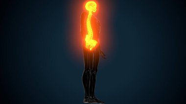 Alt çene anatomisi. 3 Boyutlu Resimler