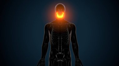 İnsan akciğerleri anatomisi. 3d hazırlayıcı