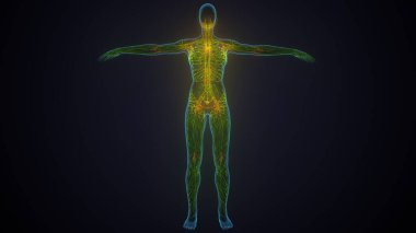 İnsan akciğerleri anatomisi. 3d hazırlayıcı