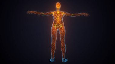 İnsan akciğerleri anatomisi. 3d hazırlayıcı