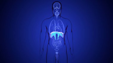 İnsan akciğerleri anatomisi. 3d hazırlayıcı