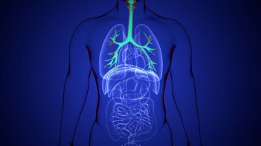 Erkek Omurga C2 Eksen Kemik Anatomisi. 3 Boyutlu Resimler