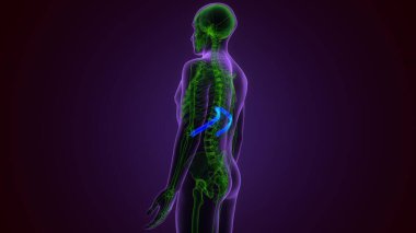 İnsan iskeleti omurilik anatomisi. 3 Boyutlu Resimler