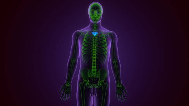 İnsan omurgası Anatomi 3D Çizimleri