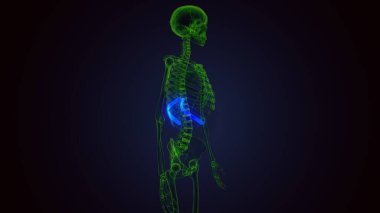 İnsan iskeleti anatomisi. 3B illüstrasyonlar