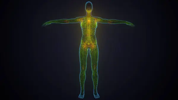 İnsan akciğerleri anatomisi. 3d hazırlayıcı