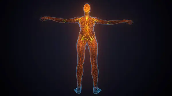 İnsan akciğerleri anatomisi. 3d hazırlayıcı