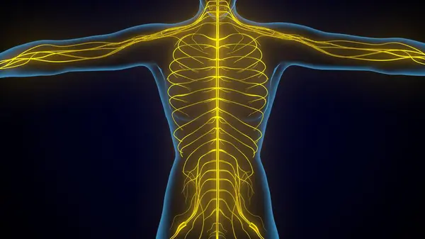 İnsan akciğerleri anatomisi. 3d hazırlayıcı