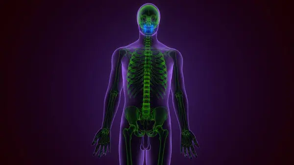 Erkek Omurga C2 Eksen Kemik Anatomisi. 3 Boyutlu Resimler