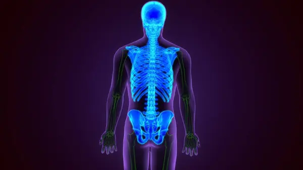 İnsan iskeleti omurilik anatomisi. 3 Boyutlu Resimler