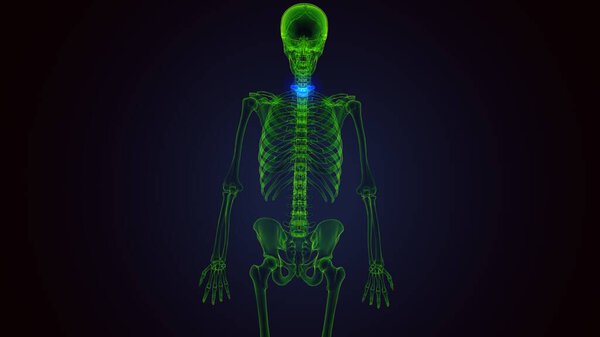 Анатомия желудка человека. Трехмерные ограничения