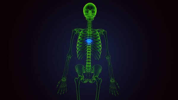 Анатомия желудка человека. Трехмерные ограничения