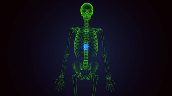 Анатомия желудка человека. Трехмерные ограничения