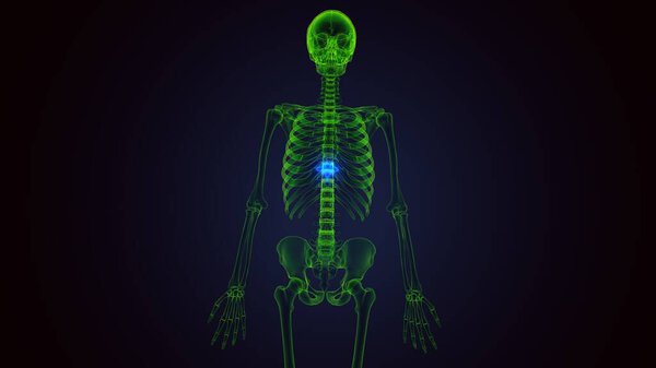 Анатомия желудка человека. Трехмерные ограничения