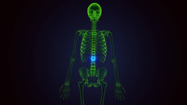 Анатомия желудка человека. Трехмерные ограничения