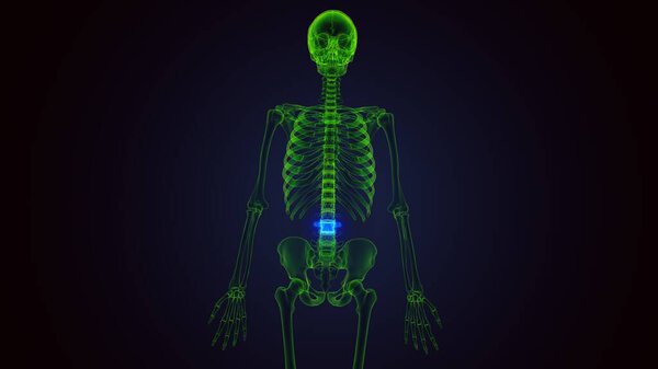 Анатомия желудка человека. Трехмерные ограничения