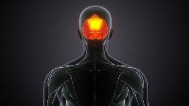 İnsan Çene Anatomisi. 3 Boyutlu Resimler