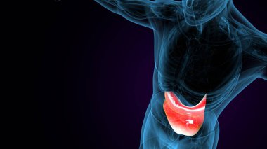 İnsan kalça kası. 3 Boyutlu Resimler