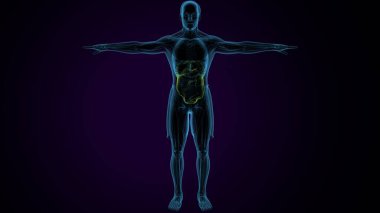 İnsan kalça kası. 3 Boyutlu Resimler