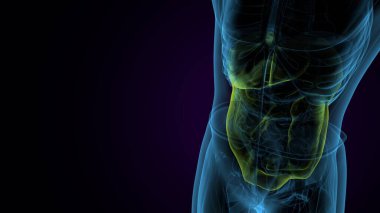 İnsan kalça kası. 3 Boyutlu Resimler